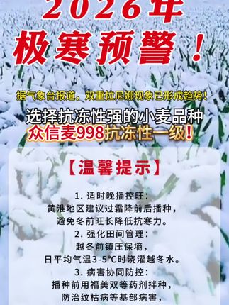 极端天气来袭!小麦抗性很重要‼️众信麦998抗冻性极强!今年选择品种要谨慎!#拉尼娜或即将降临地球 #极寒天气 #小麦种植 #众信麦998