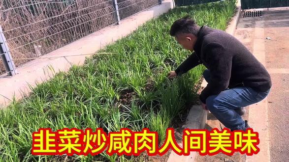 说韭菜农残超标我以前一直难以接受,在我的认知里韭菜是从来不生病也没有虫子吃它,我妈种了一辈子韭菜我也没看到韭菜生病打药,但随着我深入了解后知道了韭菜种植户想把韭菜种好还真的要用重药,韭菜有个天敌就是韭蛆,韭蛆是活动在土下对韭菜造成伤害,普通叶面施药难以杀死韭蛆,所以韭菜农残超标你就知道为什么了,但为什么农村我们小时的韭菜没这个问题呢,我于是想到了小时后妈妈割完韭菜总要撒上一层草木灰,原来草木灰是天然的杀虫剂,杀菌还是肥料还能解决韭菜跳根,古人的智慧源于生活而来。