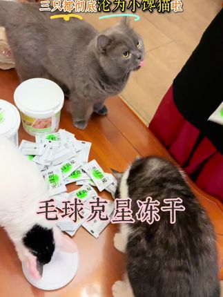 轮到百富馋猫咪零食了,毛球克星轻松拿下我家小猫咪 #猫猫的铲屎官 #猫咪排毛零食 #猫咪排毛球的最佳方法 #家有猫咪 #猫咪vlog