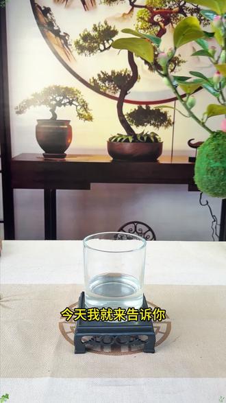 家里再小,也要摆一盆小盼菩提 #小盼菩提#室内绿植#懒人绿植