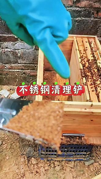 养蜂专用蜂箱清理铲刀铲蜜蜂清洁劈刀油灰刀钢铲子不锈钢批刀油漆,作用非常大 #蜂箱清理铲 #蜂箱清理 #清理蜂箱 #预防巢虫 #不锈钢清理铲
