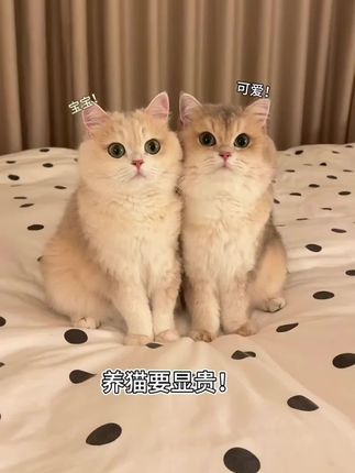 #猫粮推荐布雷诺冻干肌肉绒猫粮#口味丰富,营养全面均衡#冻干多肉多#适合所有年龄段的猫猫