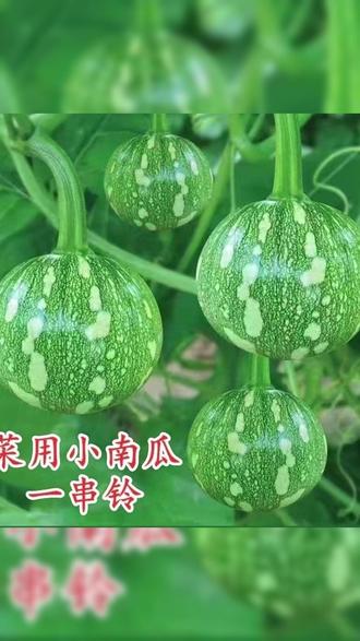 南瓜种子 【今年新种】一串铃嫩南瓜种子早熟甜糯小南瓜食用菌菌种食用菌菌种#家庭园艺 #食用菌菌种 #蔬菜种植 #早熟蔬菜 #农业种植