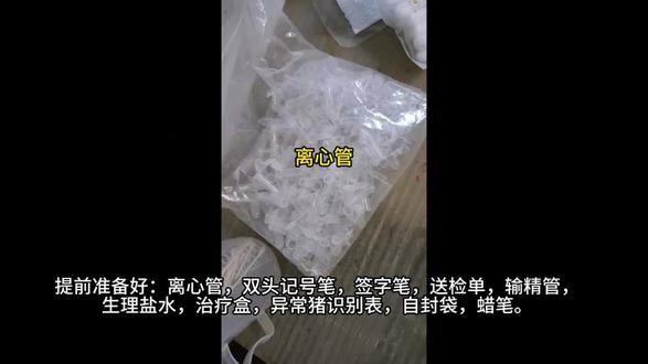 异常猪大栏咽拭子采样--青强