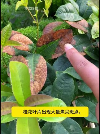 当你的#桂花 长出这样的焦尖斑点,只要多做这一步后期新长出来的叶片干干净净#养花小知识 #爱生活爱养花 #花卉绿植
