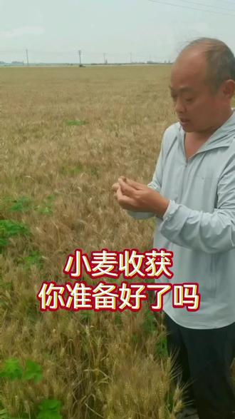 小麦收获关键技术