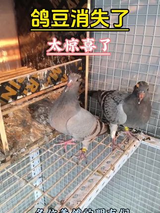 鸽子长豆试试这样#鸽子#养鸽人#鸽子养殖技术#鸽子爱好者@抖音创作小助手