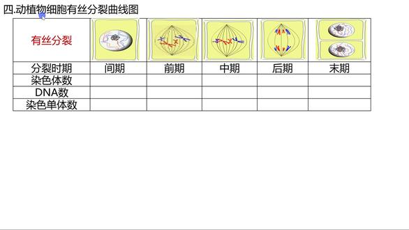 19.4曲线变化 【🔥你以为有丝分裂就是“染色体复制后平均分配”?它的“五大阶段舞蹈”可能比你想象的更精密!】
“后期着丝点分裂导致DNA数目加倍?”“动植物细胞有丝分裂完全一样?”
别让模糊阶段拖后腿!《有丝分裂》全过程+数量变化+实验观察终极攻略!
✅ 一张图串联五大阶段:间期(G1/S/G2)→前期(膜仁消失现两体)→中期(形定数晰赤道齐)→后期(点裂数加均两极)→末期(两消两现重开始)
✅ 动植物细胞关键差异:
纺锤体形成:植物→细胞两极发出纺锤丝;动物→中心体发出星射线
细胞分裂方式:植物→形成细胞板→细胞壁;动物→细胞膜内陷缢裂
✅ 实验操作避坑指南:解离→漂洗→染色→制片,记住“中期”是观察染色体形态数目的最佳时期!
附判断题自测:动物细胞有丝分裂前期,两组中心粒分开移向细胞两极。(√)
掌握这场“染色体精密舞蹈”的全流程,从此细胞增殖大题稳拿过程分!
👉点击合集跟紧复习,评论区留下你最容易混淆的有丝分裂时期或数据变化!#高中生物 #有丝分裂 #细胞周期#一轮复习