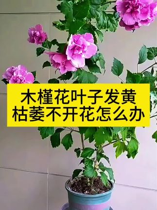 木槿花盆栽养护方法和注意事项 木槿花盆栽叶子发黄枯萎脱落怎么办 用这个木槿花专用肥营养液 木槿花不开花怎么办 木槿花怎么修剪 木槿花怎么养殖才能长得旺盛开花多 #木槿花肥料 #木槿花专用肥 #木槿花营养液 #木槿花盆栽 #花卉绿植