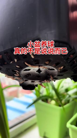 养球先养根,小盆养好球,小盆更适合养根养球,大盆也可以种, 但大盆干湿循环慢,土质不好很容易闷根烂根!新手推荐初期小盆栽种,后期移栽升大盆!#花盆推荐 #养花先养根 #我的阳台种植日记 #养花实战经验 #阳台养花技巧@DOU+小助手