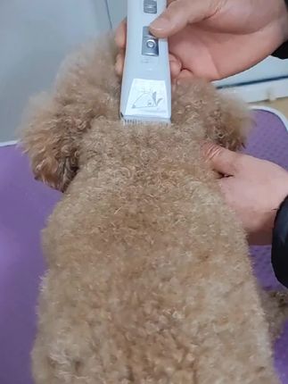 宠物店用的同款电推,顺畅不卡毛,泰迪比熊萨摩金毛中大型犬猫咪都可以用。#宠物美容#泰迪#萌宠