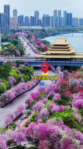 一分钟带你打卡柳州紫荆花#柳州紫荆花 #打卡景点 #柳州