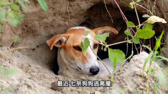 “七条狗”事件:这一波谣言攻势凸显猫狗保组织强大的舆论战能力 #七条狗