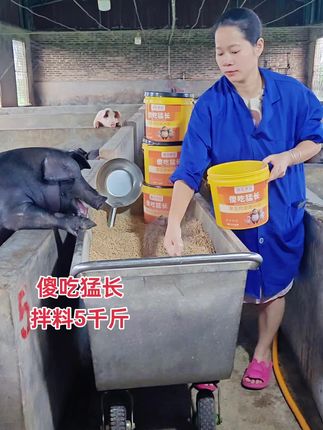 #傻吃猛长 #农村创业养殖 #养猪人加油干 #养猪技术