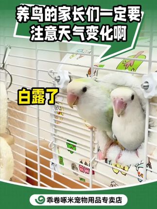 白露了! 养鸟的家长一定要注意天气变化啊!#白露 #鹦鹉 #乖卷鹦鹉邮箱房