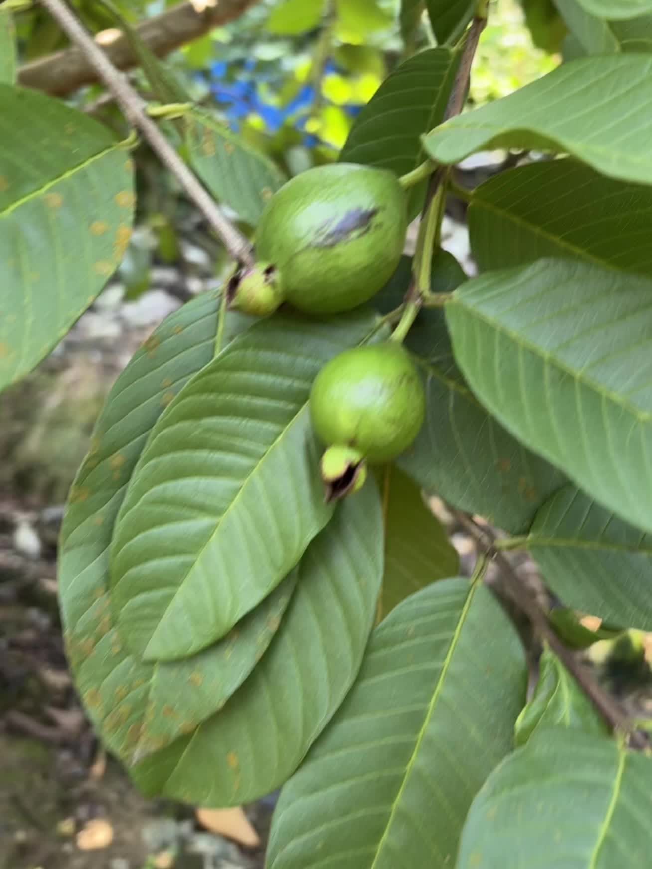吹过台风的果都花皮了,这种小果你们是摘掉还是继续套袋子?#番石榴#芭乐