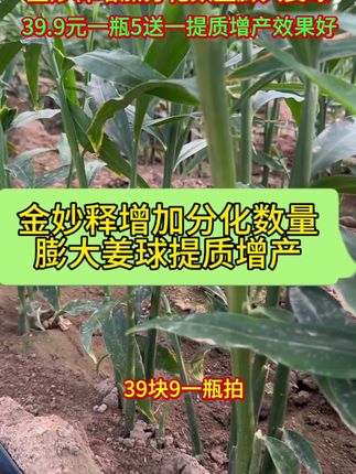 金妙释增加分化数量,增粗茎杆膨大姜球,提质增产耐储存#元宝姜双片姜用金妙释 #姜娃娃防治根腐病 #阳帆速绿