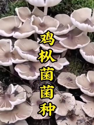 #人工种植鸡枞菌 #鸡枞菌 #鸡枞菌种植 #鸡枞菌菌种 #三农种植