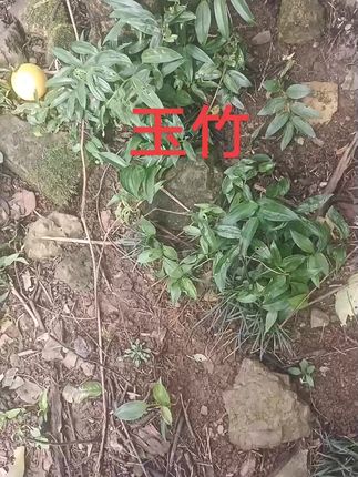 告别嗓子疼!深山土黄连片来救急 今天又是一个忙碌的一天!感谢大家的支持与信任!明天继续努力!#三农#优质农产品#农产品#源头好货#抖音助农