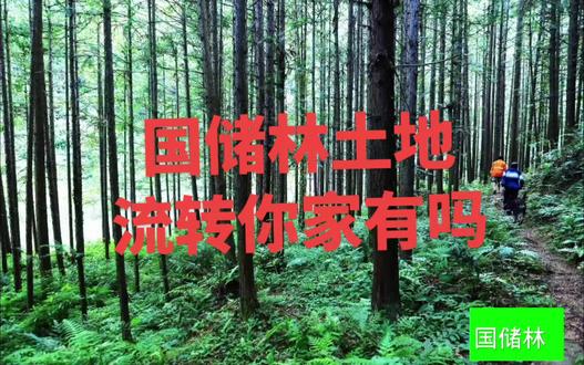 #国家储备林 #绿水青山就是金山银山 #民生项目 国家得林木、地方得投资、农民得收入、社会得生态、企业得效益。