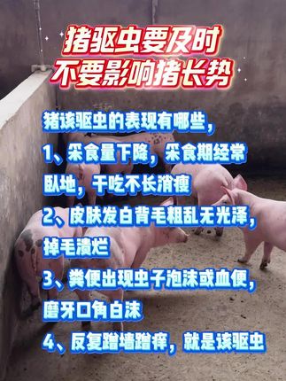 猪驱虫要及时#猪驱虫