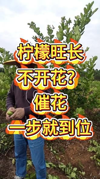 柠檬只长梢不开花?催花方法来了 香水柠檬只长梢不开花?花少、坐果率低、公花多母花少,多半是花芽分化没做好。
我们专注柠檬农资6年,服务过几百个柠檬种植场,这款催花套餐是纯营养配方,不含激素,通过控梢促花、平衡公母花比例、增强授粉能力,帮你解决催花难题。
按“修剪控水+喷药”三部曲操作,一套兑水3000斤,全园喷淋即可,花量明显增多,坐果率大幅提升,用过的种植户都回头找。
#香水柠檬 #柠檬种植 #柠檬催花 #柠檬座果 #柠檬种植技术 #果#树#催柠檬园催花座果树管理