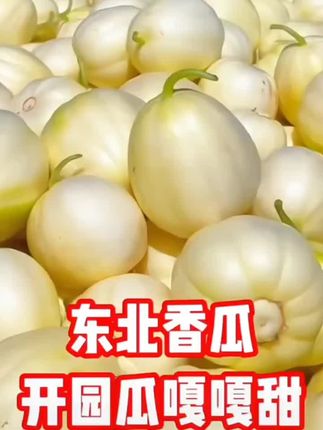 【顺丰空运】东北金飞香瓜 老品种 白糖罐皮薄脆甜多汁,现摘现发3斤