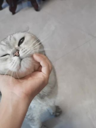 猫咪吐毛球作为铲屎官要多注意哦#猫吐毛球 #猫吐毛球怎么办 #猫吐毛球是怎么回事 #普安特化毛球片 #撸猫第一视角