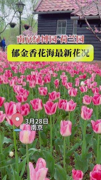 🌷南京绿博园郁金香花海开爆了!春日顶流赏花打卡攻略来啦!
📅2025.3.29实拍直出!春雨浇透了绿博园荷兰园的15万株郁金香,花瓣上挂满水晶珠,重瓣品种丝绒感拉满,直接美成莫奈油画。 本周末起进入全盛期,最佳观赏起至4月6日,错过再等一年,关键门票免费!速收这份春天限定赏花攻略~
⏰花期:即日-4月6日|8:30-18:00
🎫门票:免费!免费!免费!(重要的事情说三遍)
🚇交通:地铁10号线绿博园站2号口出,步行5分钟直达荷兰园
👗穿搭:浅紫/奶白色连衣裙+草编帽,避开深色吸光显暗
艾特你的拍照搭子,承包春日限定的高级莫兰迪色花海吧!
#周末去哪儿#南京绿博园郁金香 #南京去哪玩 #创作者中心 #创作灵感 #南京旅游攻略