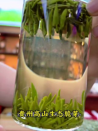 头采翠芽 #贵州翠芽 #头采翠芽