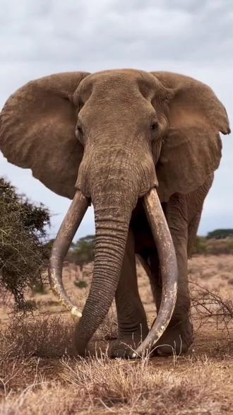 你们认为大象哪个部位最长?#野生动物零距离 #大象