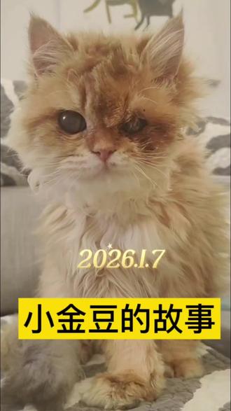 历经三个月,小金渐层变成了这样,它经历了啥?看看小金豆的故事吧#猫咪#家有萌宠#救助流浪猫#金渐层#生病小猫