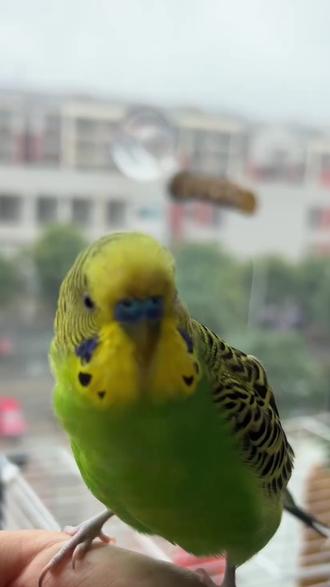 虎皮鹦鹉怕人别硬撸!这样做超省心 #鹦鹉怎么养才会认主人不会飞走 #鹦鹉 #爱宠