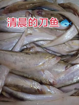 #万能的抖音 #鱼获满满 #黄河刀鱼 周六继续来鲜刀鱼🐟,过节前的忙碌