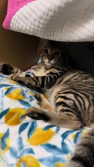 #狸花猫 触发屎山代码:摸手就摇尾巴