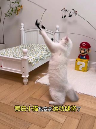 新款仿真飞虫逗猫棒替换头猫玩具带铃铛自嗨解闷逗猫神器宠物玩具