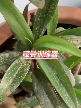 #哑铃训练器#哑铃训练器推荐#哑铃训练器锻炼