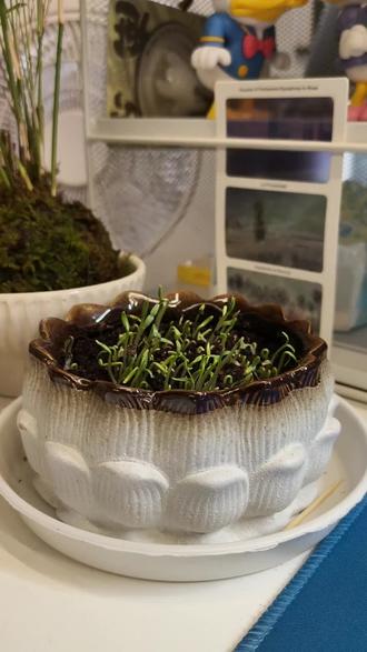 满天星生长的四十分钟,day1