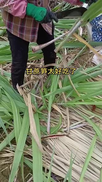 甘蔗还可以这么吃 #甘蔗 #记录我的生活