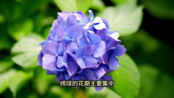 有一种温柔,叫绣球花开|愿日子圆满,心怀希望 #每日识花 #绣球花 #治愈系 #一花一世界 #夏天的风