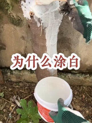#树干涂白剂 #涂白剂 #树干涂白 #果树种植 #三农种植