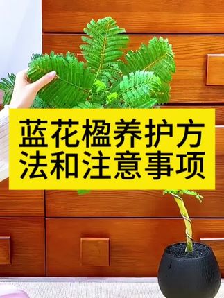 蓝花楹盆栽养护方法和注意事项 蓝花楹怎么浇水施肥水肥管理 蓝花楹黄叶掉叶不开花怎么办 用这个蓝花楹专用肥营养液 蓝花楹喜阴还是喜阳 蓝花楹怎么安全过冬 #蓝花楹专用肥 #蓝花楹营养液 #蓝花楹施肥 #蓝花楹dou开好了