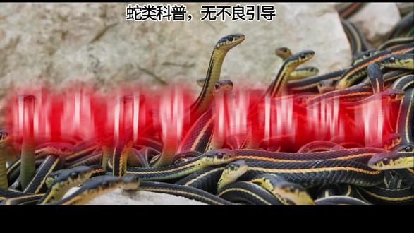 蛇界“诈骗大师”骗自己的同伴,通篇含蛇量100%.谨慎观看
#动物科普 #束带蛇