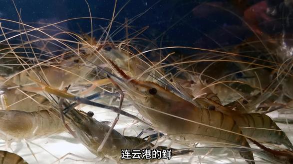 汪恕有滴醋——连云港美食的灵魂密码 #连云港 #抖音美食推荐官 #醋 #地方特色美食