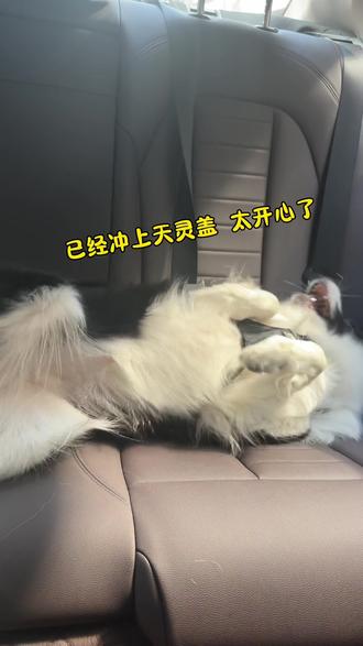 夹子音不能乱用 #我和我的狗 #边牧 #动物的迷惑行为