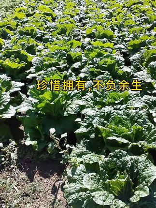 @人生成长书单精选#自家果园生态种植 喜欢无添加剂的产品