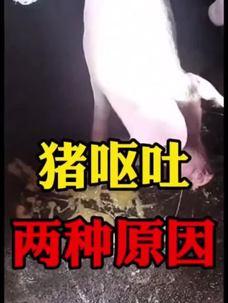 #养猪 #养猪人 #养猪技术 #养猪知识