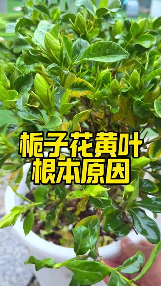 栀子花黄叶 栀子花黄叶,很多人都搞不清楚原因,今天一条视频讲清楚,不再迷路#养花小知识 #花卉绿植 #种植小技巧 #栀子花