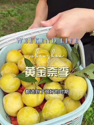 #黄金奈李#口感特别好价格实惠 #超便宜超划算 #价格实惠质量好