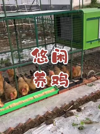 #我的乡村生活 安心养鸡悠闲养鸡#发酵床垫料#日常生活